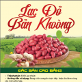 Lạc Đỏ Bản Khoòng