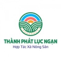 Mật vàng thượng hạng