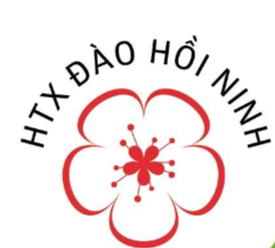 HTX TRỒNG ĐÀO HỒI NINH