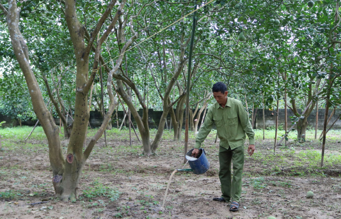 Bưởi Đoan Hùng (Phú Thọ) được chăm sóc theo quy trình Vietgap