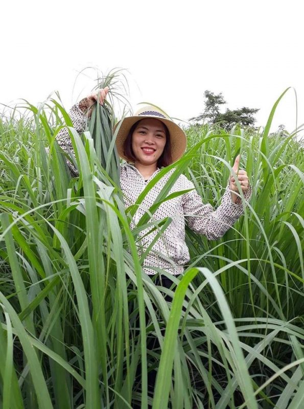 Tinh dầu Sả chanh Nguyên Hồng