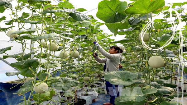 Không để chậm trễ trong chuyển đổi số nông nghiệp