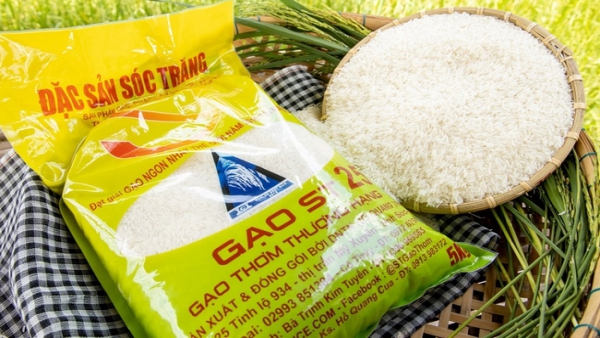 Nhận biết gạo ST25 thật giả