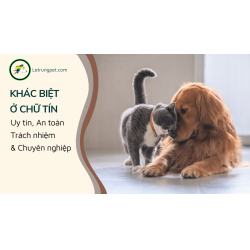 Thị trường thú cưng ngoại tại Việt Nam – vấn đề về uy tín và giá cả