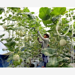 Không để chậm trễ trong chuyển đổi số nông nghiệp