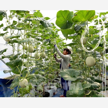 Không để chậm trễ trong chuyển đổi số nông nghiệp